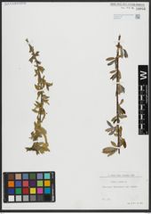Foto von Salix alba L.